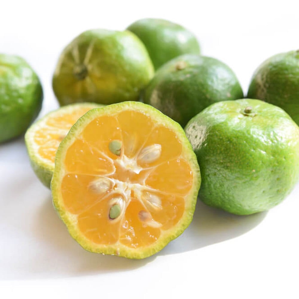 シークワーサーの苗木【果樹苗 1年生 接ぎ木苗12～15cmポット／1個】