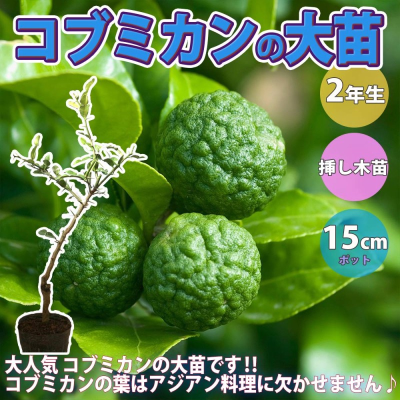 みかんの苗木 仏手柑 手のひらみかん 【果樹の苗木 4.5号／1個売り