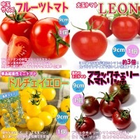 【送料無料・セット10】人気&絶対オススメのトマト苗4品種各1個 【送料無料・セット10】人気&絶対オススメのトマト苗4品種各1個