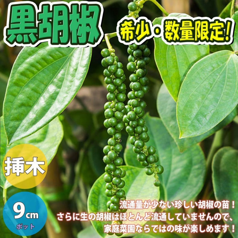 ユーカリの苗木 グニー【庭木 8号ポット／1個売り】｜ 【植物の