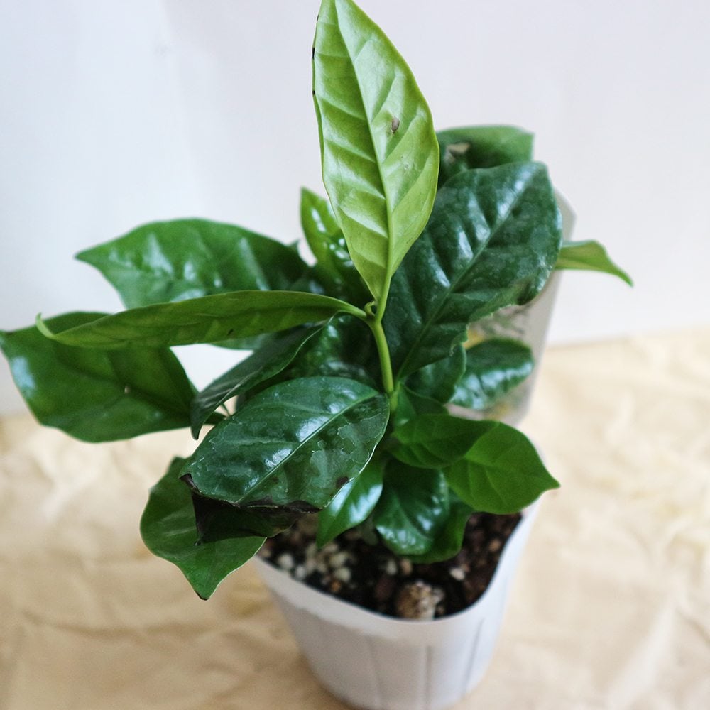 アラビカ種① コーヒー苗木　コーヒーの木 　コーヒー 日本花キ流通 観葉植物 cot コーヒーの木 3.5号鉢 珈琲 アラビカ