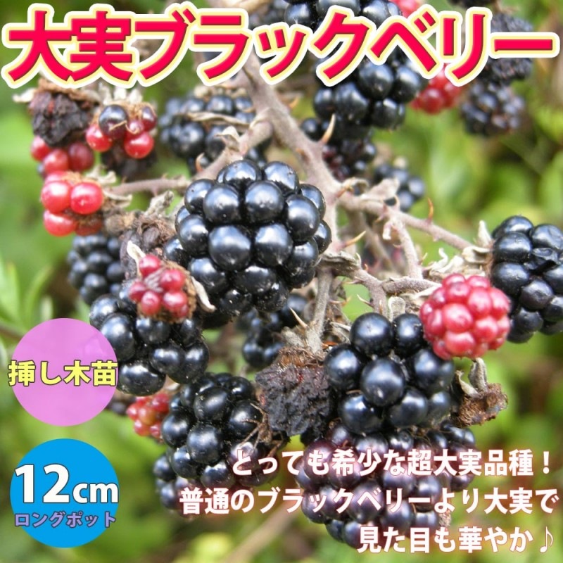 大実ブラックベリーの苗木【果樹苗 9cmポット挿し木苗／1個】｜ 【植物