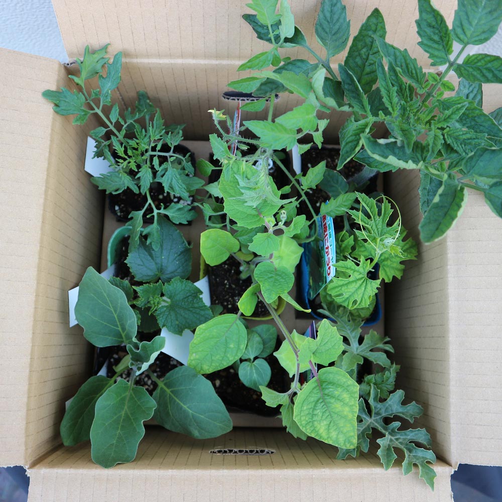 珍しいナスとピーマンの苗5本セット 珍しいナスとピーマンの苗5本セット 苗