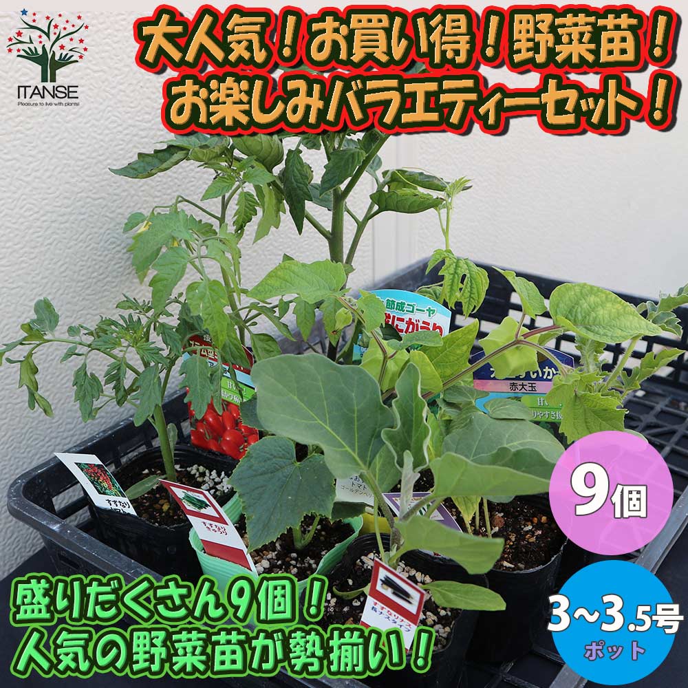 大人気！お買い得！野菜苗お楽しみバラエティーセット【野菜苗9～10.5cmポット／9個セット】