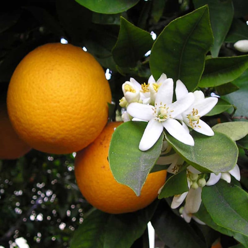 レモン スイートレモネード【果樹苗 9cmポット苗／2個セット