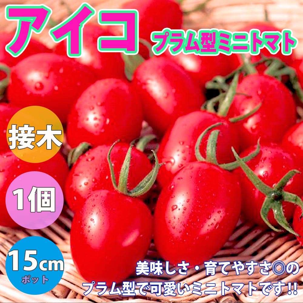 アイコ・プラム型ミニトマト 接ぎ木大苗【野菜苗 接木苗15cmポット／1個】
