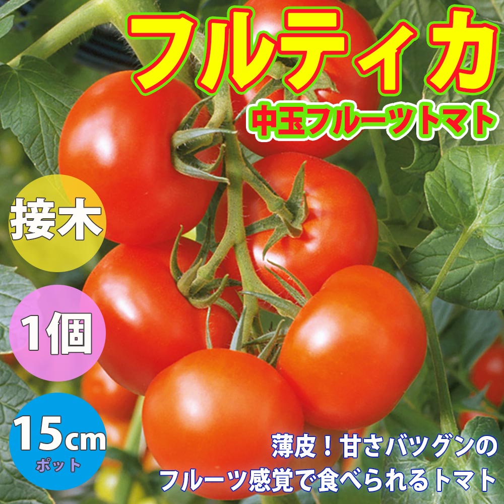 フルティカ・フルーツトマト 接ぎ木大苗(中玉トマト)【野菜苗 接木苗15cmポット／1個】