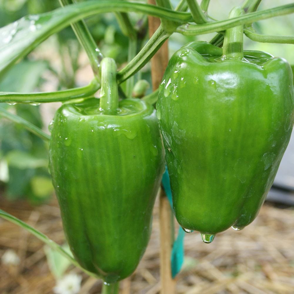 京みどりピーマン(中型種) 接ぎ木大苗【野菜苗 接木苗15cmポット／1個】
