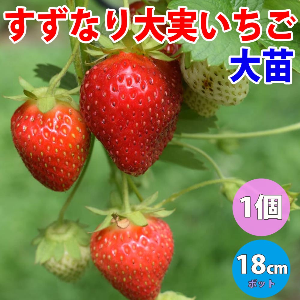 Itanse良品ｾﾚｸﾄ通販