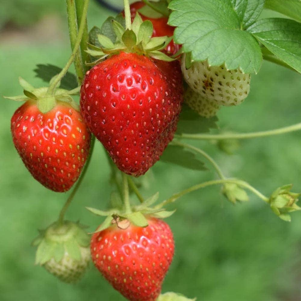 すずなり大実いちご【野菜苗 18cmポット 大苗／1個＋いちごの肥料】