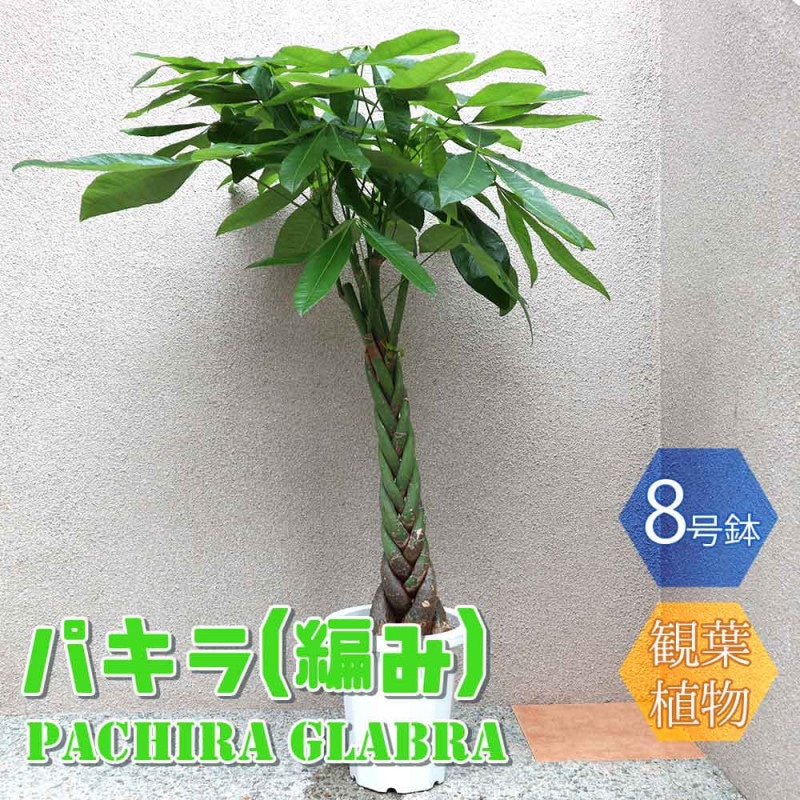 パキポディウム ビスピノーサム 【多肉植物 2号鉢／1個売り】｜ 【植物