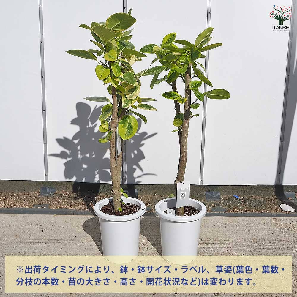 アルティシーマ ゴムの木【中型 観葉植物 8号鉢／1個】｜ 【植物の