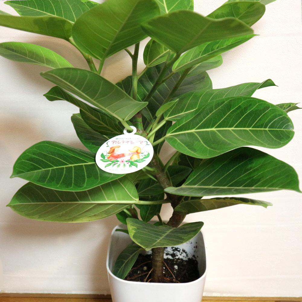 アルティシーマ ゴムの木【中型 観葉植物 8号鉢／1個】｜ 【植物の