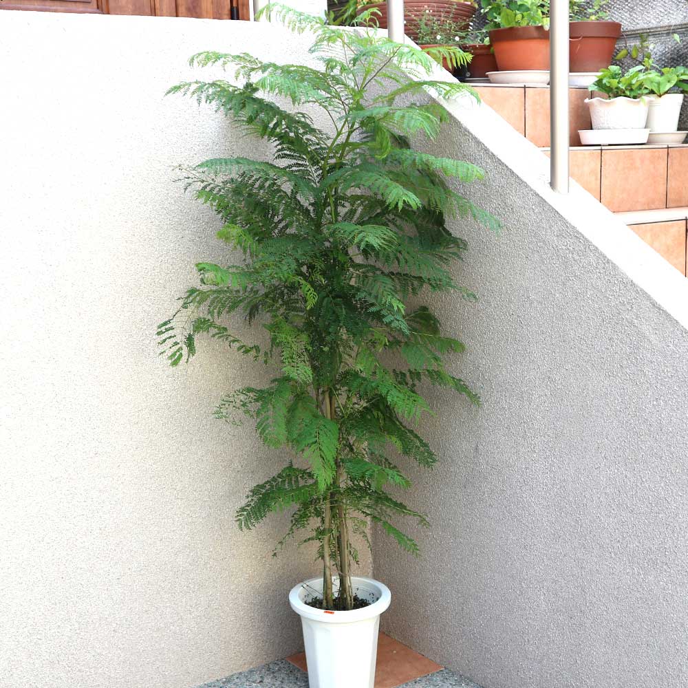 ジャカランタ【大型 観葉植物 8号鉢/1個】| 【植物の ジャカランタ【大型 観葉植物 8号鉢/1個】| 【植物の