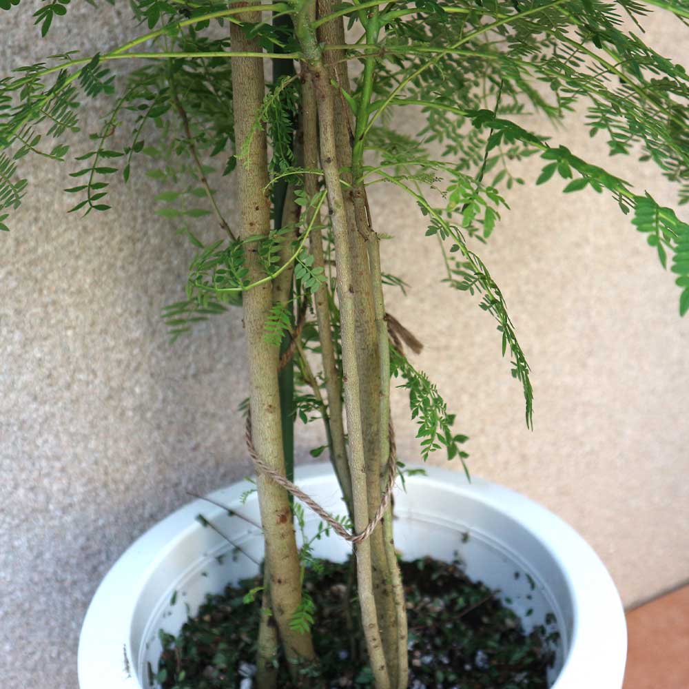 ジャカランタ【大型 観葉植物 8号鉢／1個】｜ 【植物のITANSE