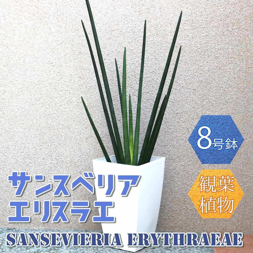 サンスベリア・エリスラエ【大型 観葉植物 8号鉢／1個】