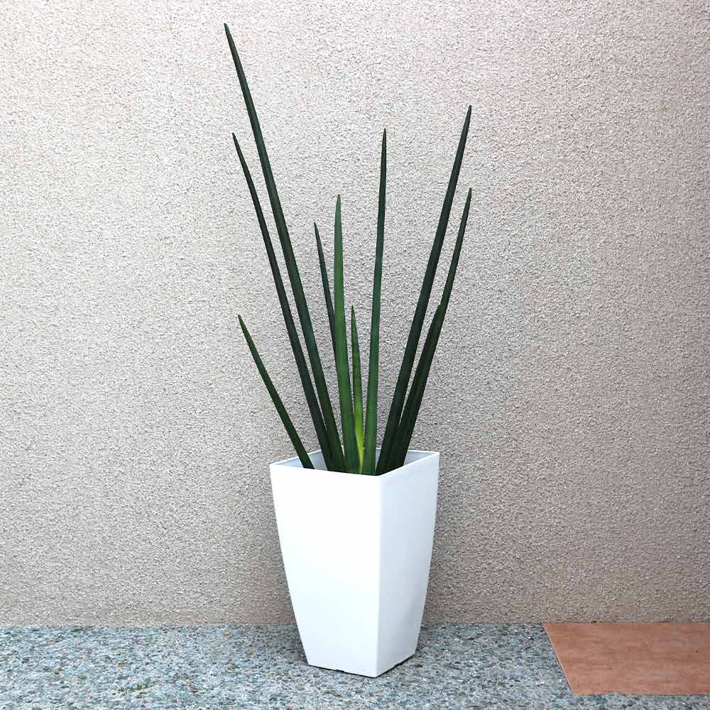 サンスベリア・エリスラエ【大型 観葉植物 8号鉢／1個