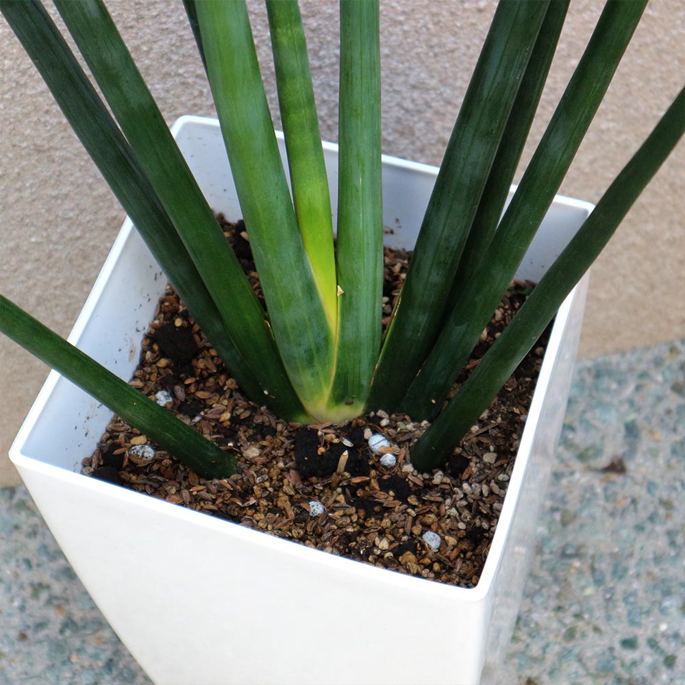 サンスベリア・エリスラエ【大型 観葉植物 8号鉢/1個 サンスベリア・エリスラエ【大型 観葉植物 8号鉢/1個