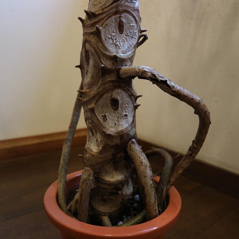 フィロデン ドロン・セローム【中型 観葉植物 6号鉢／1個