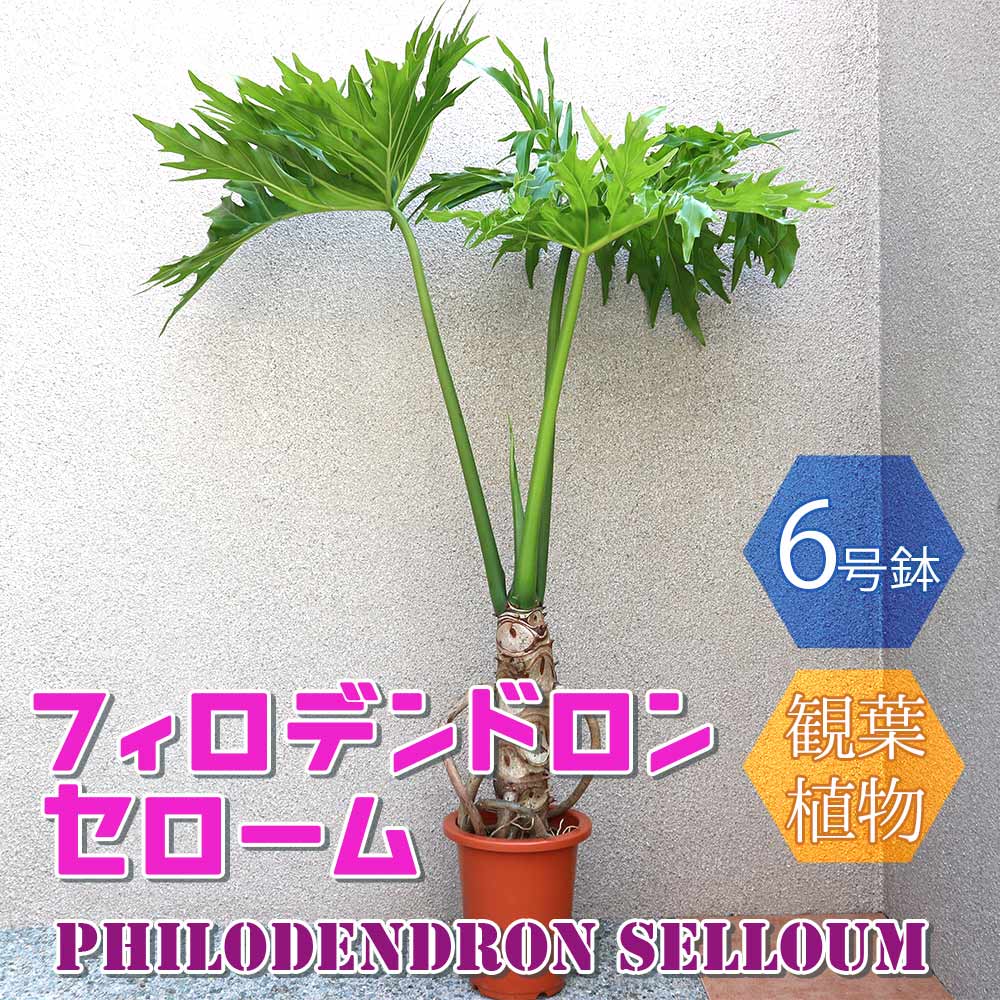 フィロデン ドロン・セローム【中型 観葉植物 6号鉢／1個