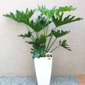 フィロデンドロン・セローム・ホープ【中型 観葉植物 7号鉢／1個】|観葉植物