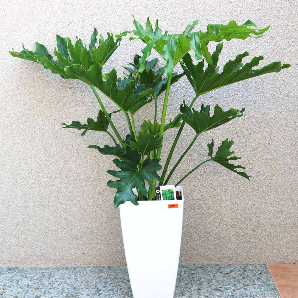 フィロデンドロン・セローム・ホープ【中型 観葉植物 7号鉢／1個】