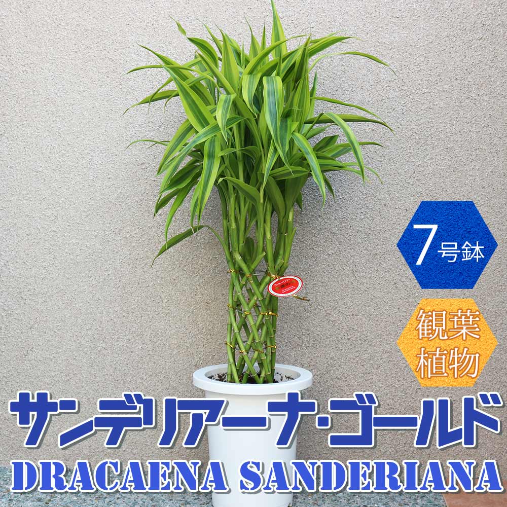 サンデリアーナ・ゴールド【中型 観葉植物 7号鉢／1個】