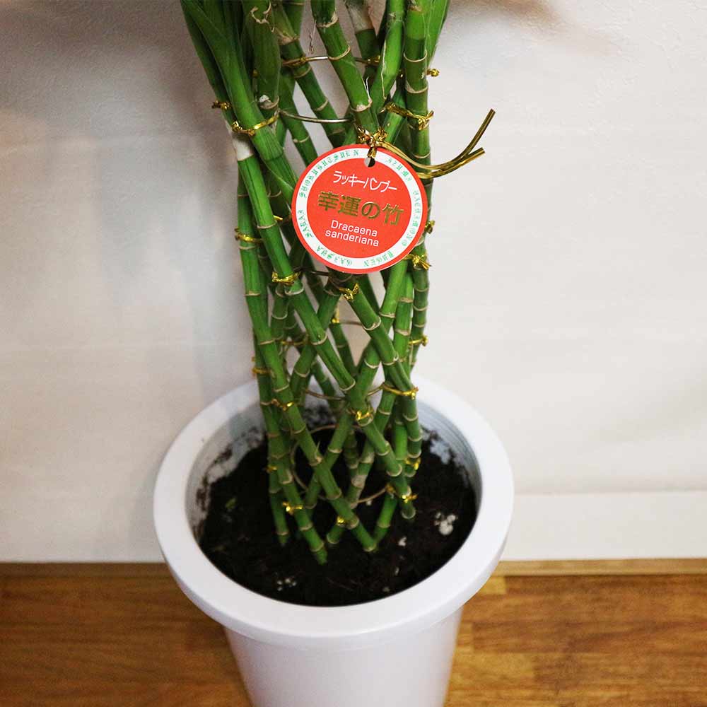 サンデリアーナ・ゴールド【中型 観葉植物 8号鉢／1個】｜ 【植物の