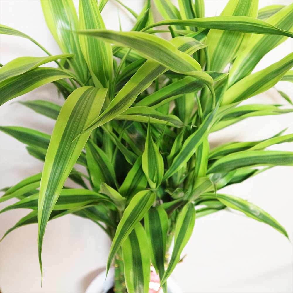 サンデリアーナ・ゴールド【中型 観葉植物 8号鉢／1個】｜ 【植物の