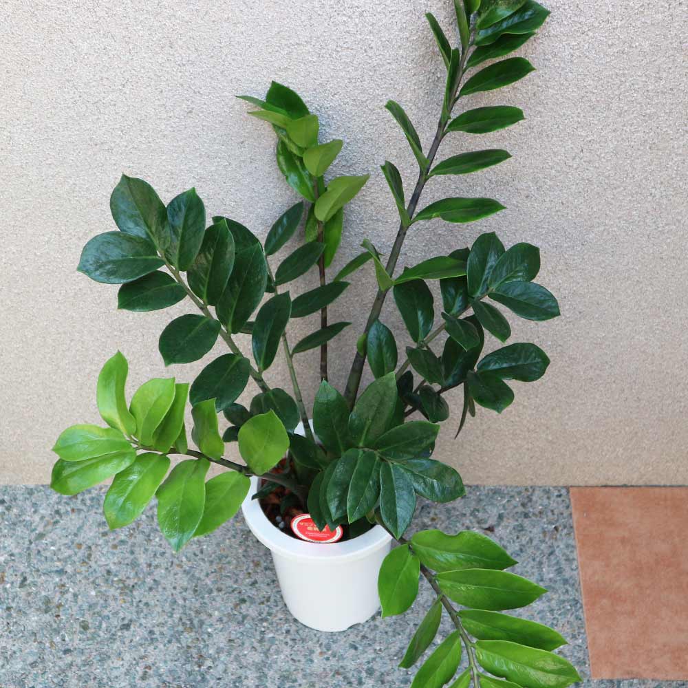ザミオクルカス・ザミーフォリア【中型 観葉植物 7号鉢／1個