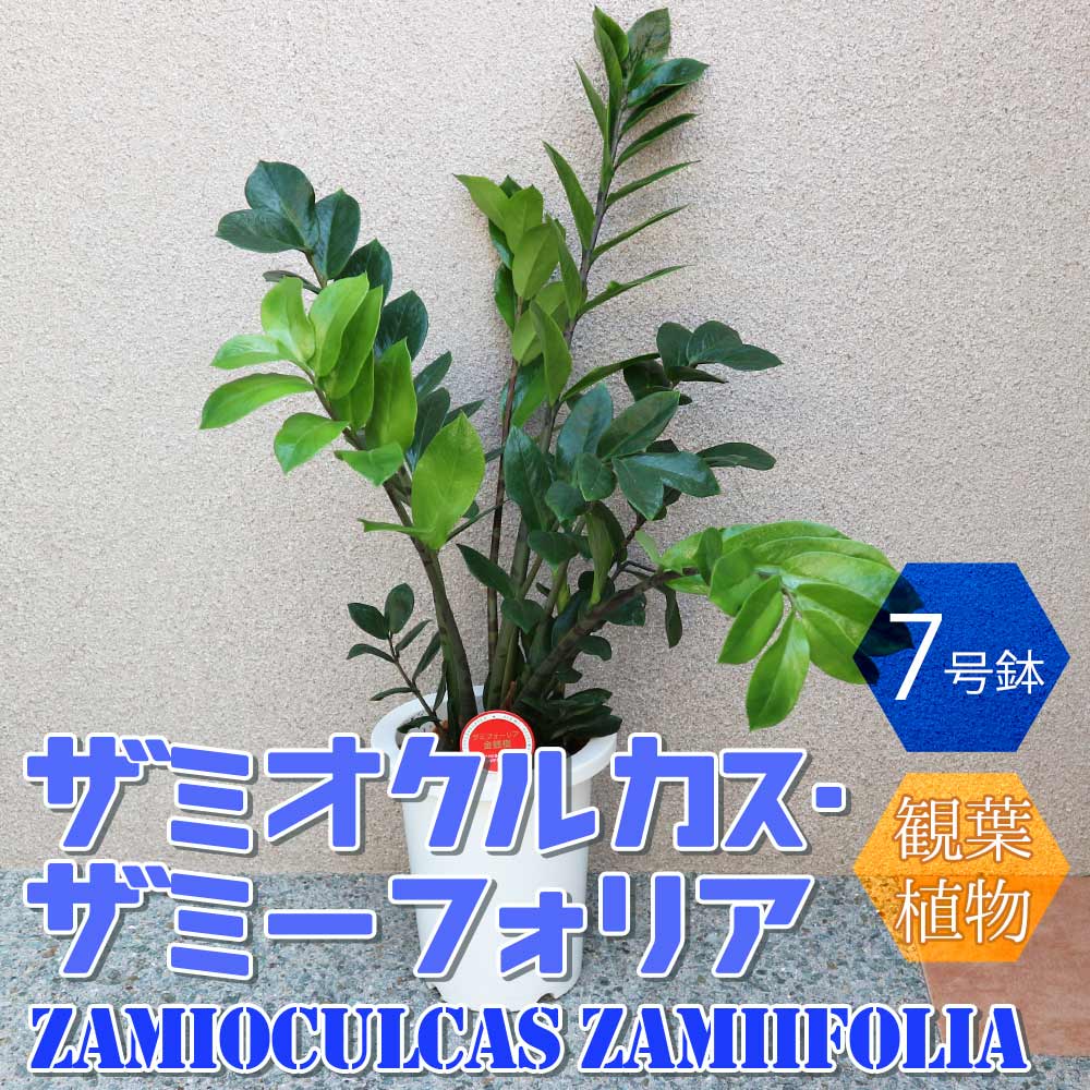 ザミオクルカス・ザミーフォリア【中型 観葉植物 7号鉢／1個