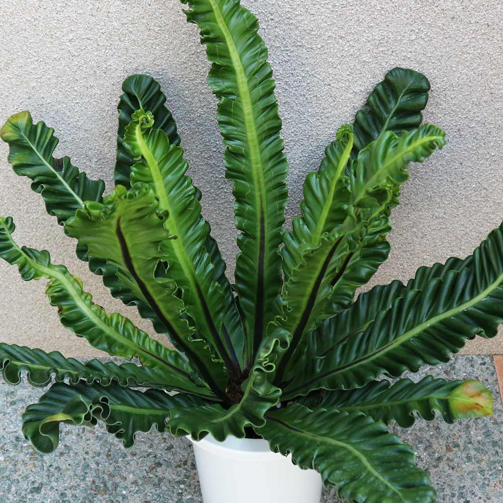 アスプレニウム コブラ【中型 観葉植物 7号鉢／1個】｜ 【植物の