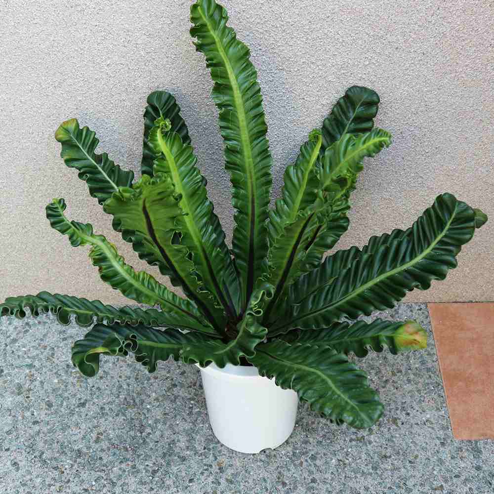 フィロデン ドロン・セローム【中型 観葉植物 6号鉢／1個