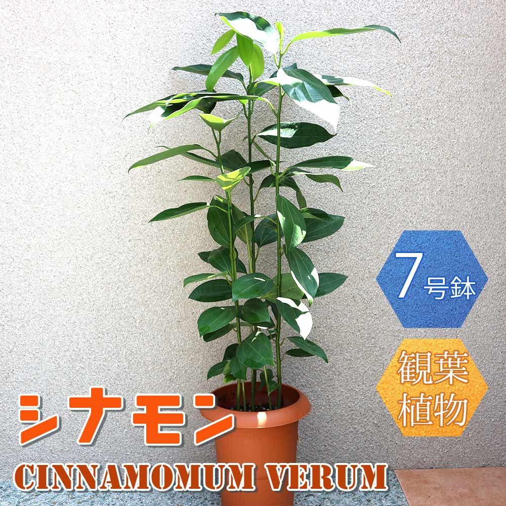 NICHIGA オーガニック セイロンシナモン パウダー 500gEBD