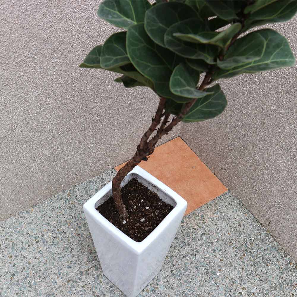 カシワバゴム(フィカス・リラータ) ゴムの木の仲間【中型 観葉植物 7号