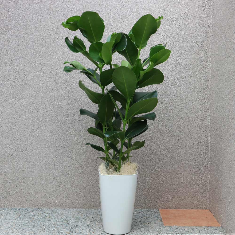 クルシアゴム【中型 観葉植物 8号鉢／1個】｜ 【植物のITANSE