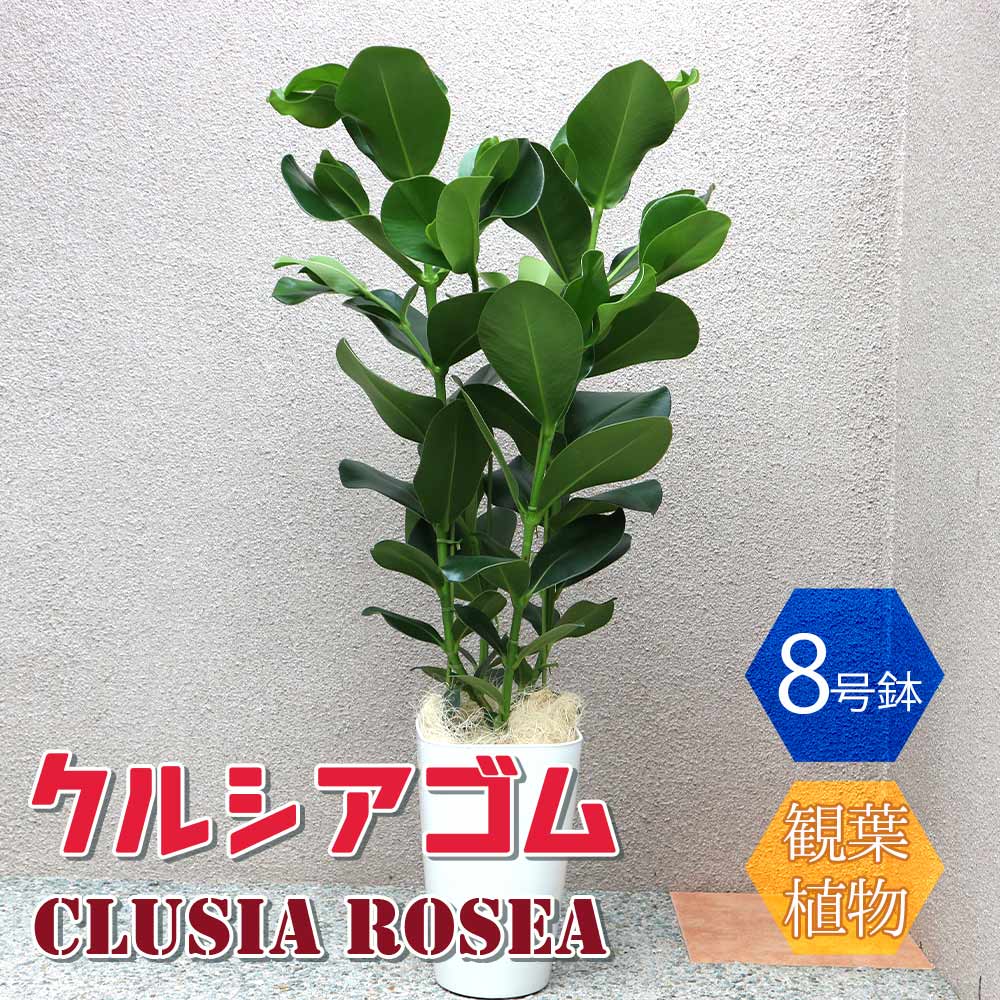 クルシアゴム【中型 観葉植物 8号鉢／1個】
