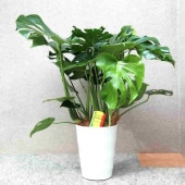 モンステラ【中型 観葉植物 8号鉢／1個】|観葉植物