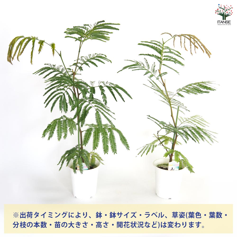 エバーフレッシュ(アカサヤネムノキ)【観葉植物 5号鉢／1個売り