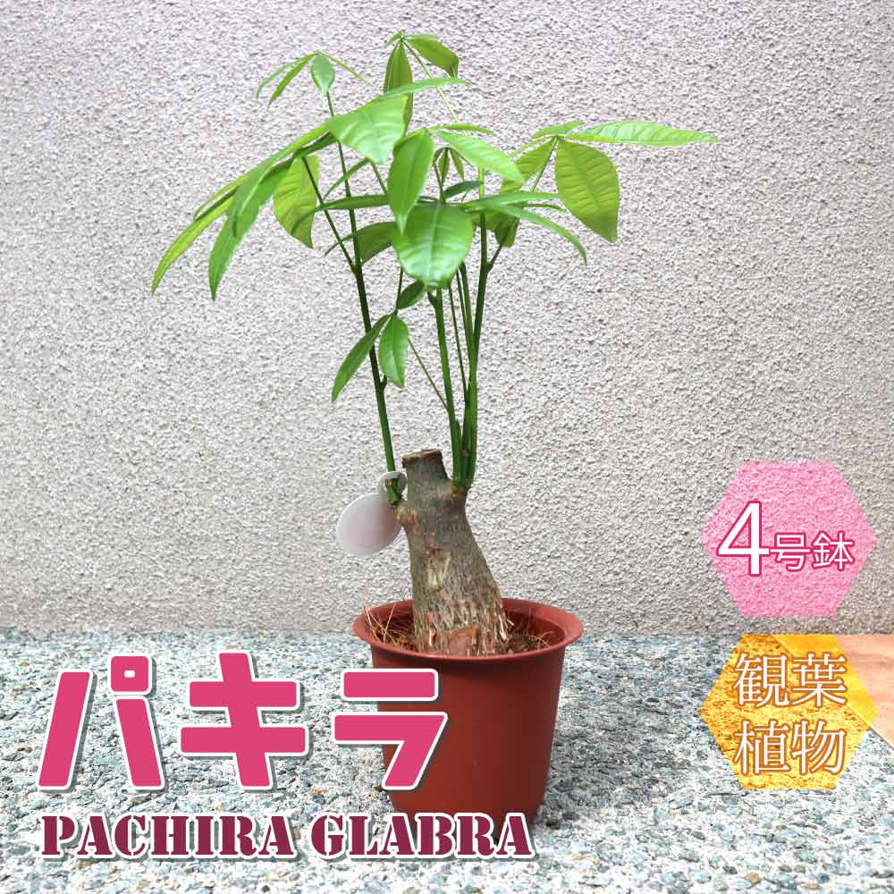 パキラ【小型 観葉植物 4号鉢／1個】