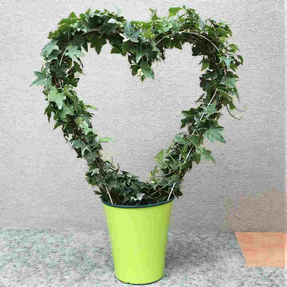 ヘデラ(アイビー)ハート型トピアリー【中型 観葉植物 7号鉢／1個】