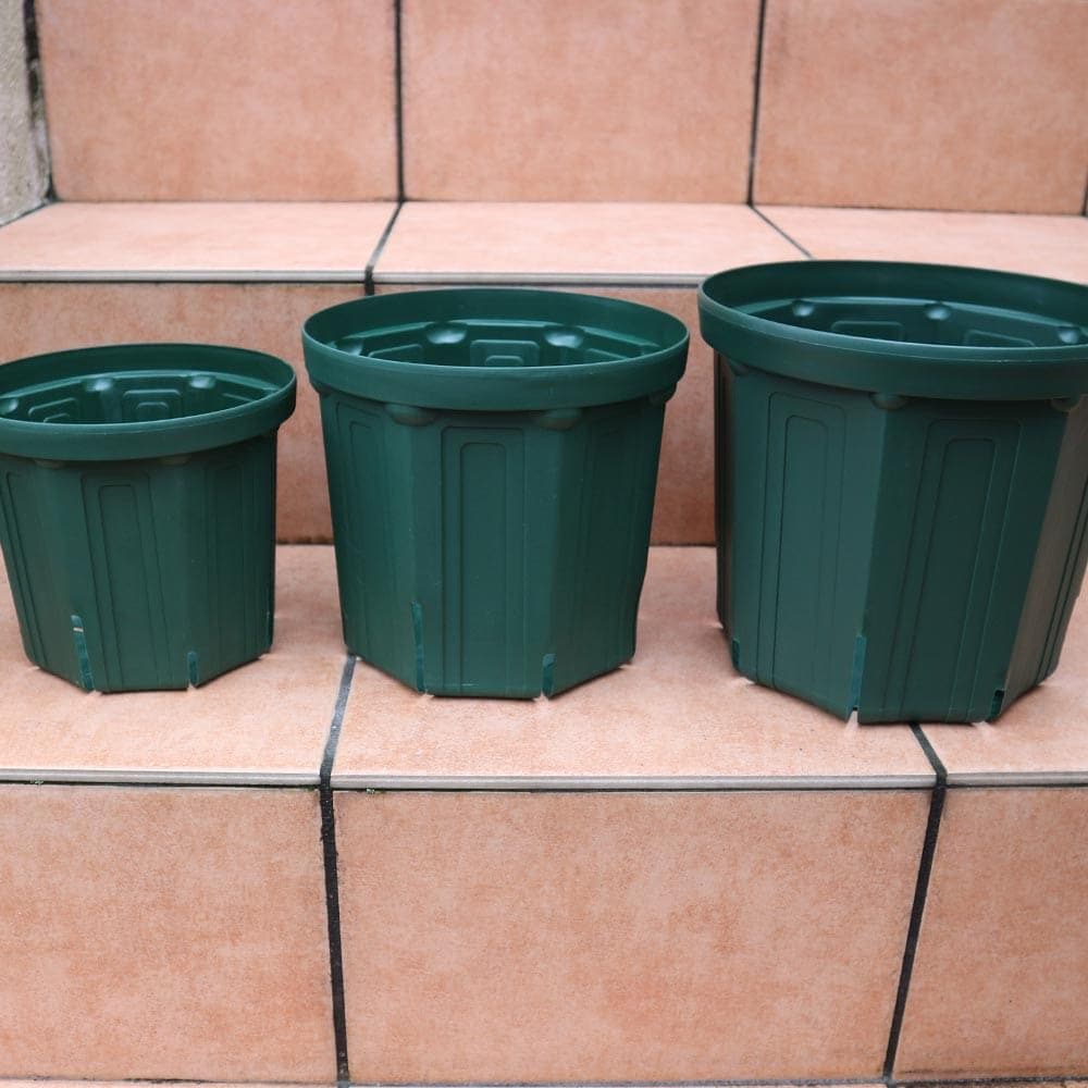 【確認用】TFH 675,Gold Rush 8号スリット鉢　挿し木苗 確認用】TFH 675,Gold Rush 8号スリット鉢 挿し木苗 TFH 675