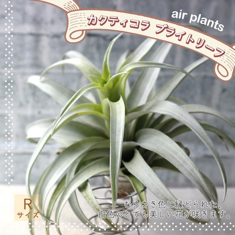 ブロメリア・エアープランツ semh_2025 Amazon.co.jp: Frontier Plantsチランジアフレクスオーサ T