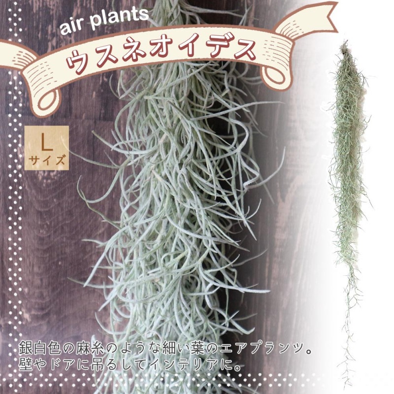 パキポディウム ラメリー 【多肉植物 8号鉢／1個売り】｜ 【植物の