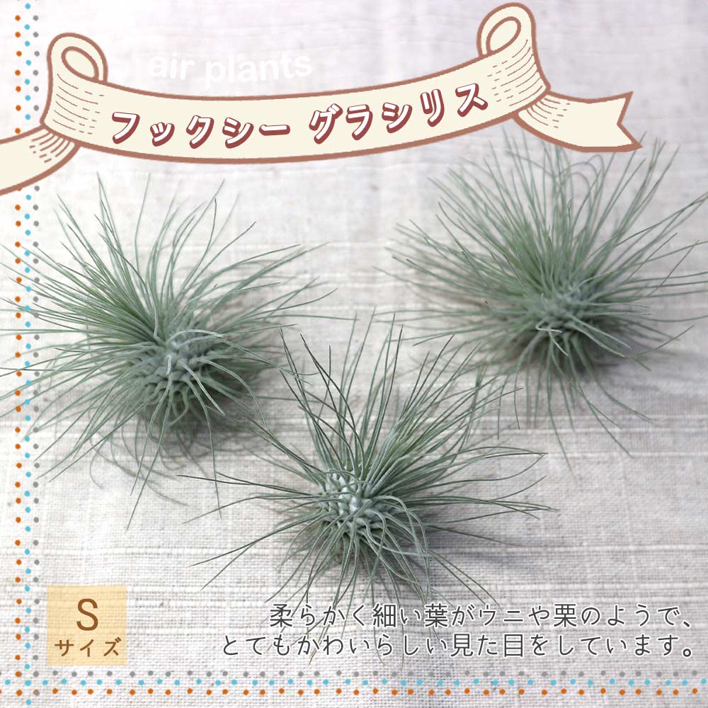 エアープランツ チランジア フックシー グラシリス Sサイズ【幅約7cm×高さ約5cm Sサイズ／1個】
