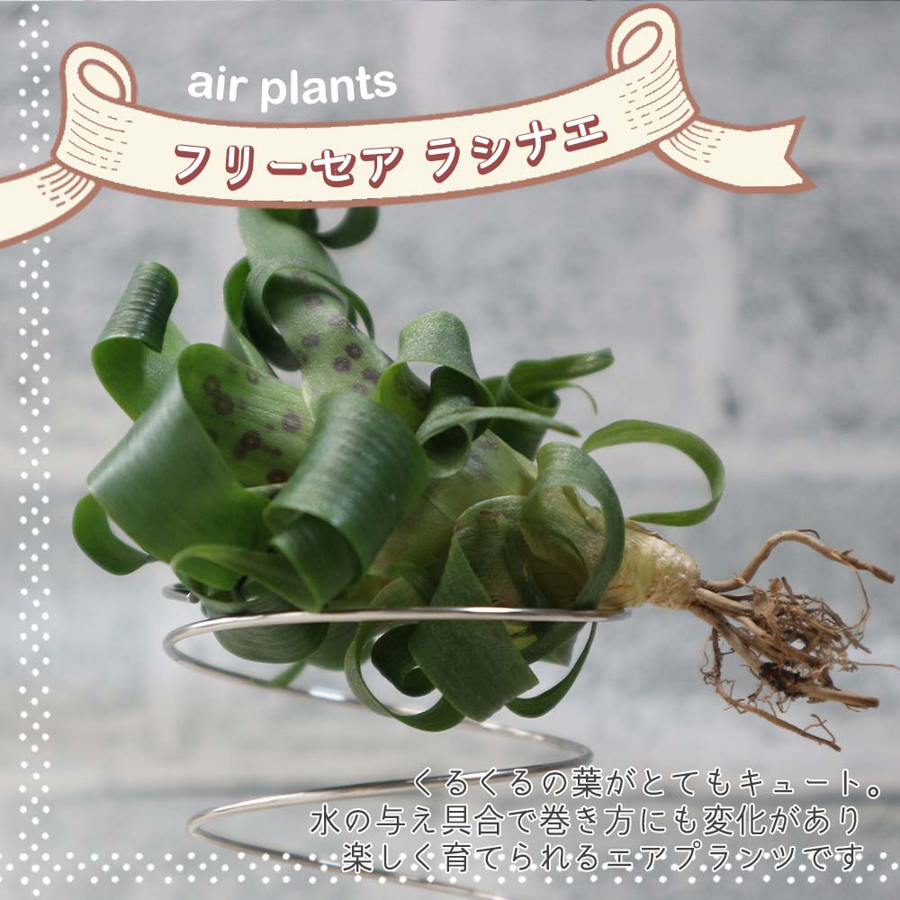 エアープランツ チランジア フリーセア ラシナエ【幅約8cm×高さ約5cm／1個】