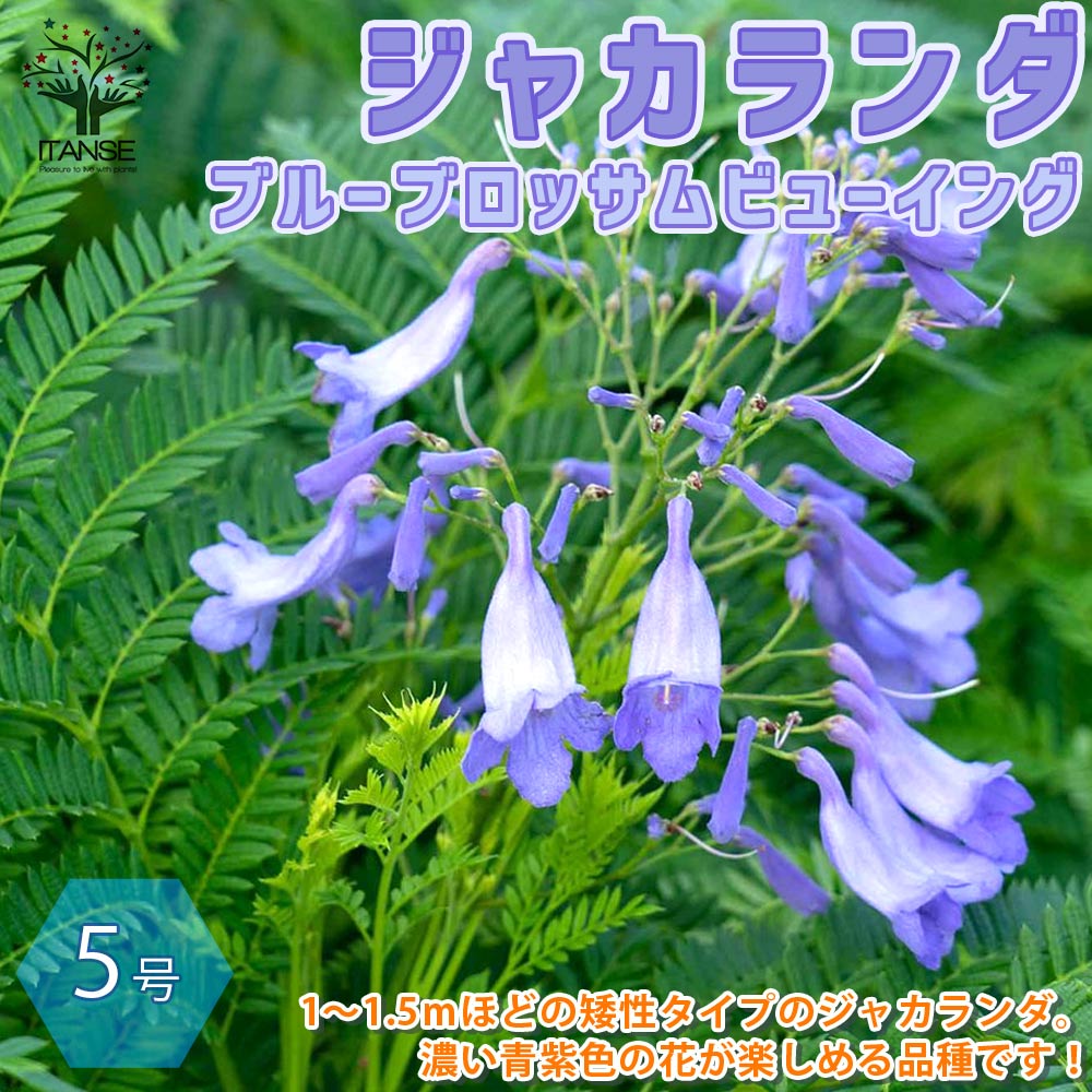 矮性ジャカランダ ブルーブロッサム ビューイング 矮性ジャカランダ ブルーブロッサム ビューイング