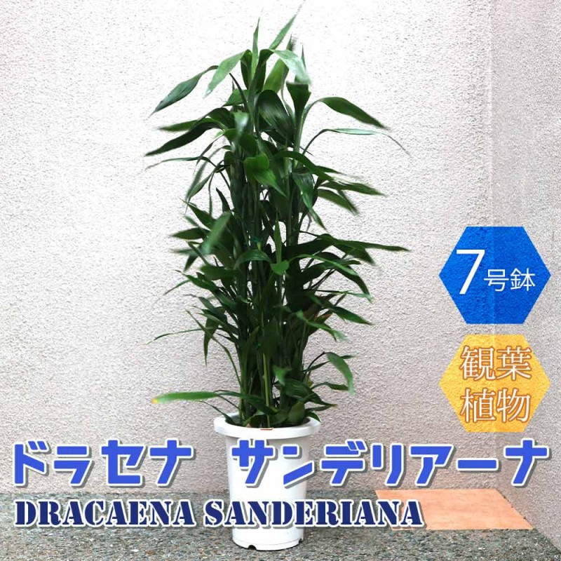 リューカデンドロン・デビルズブラッシュ 【庭木 5号鉢 花木苗／1個
