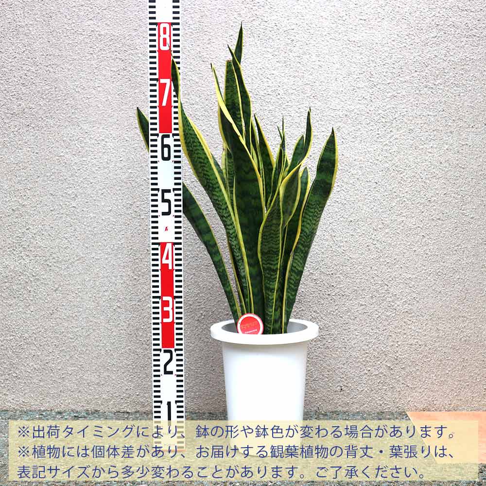 サンセベリア　ローレンティ　1株 サンスベリア ローレンティ 観葉植物 風水 マイナスイオン 新築