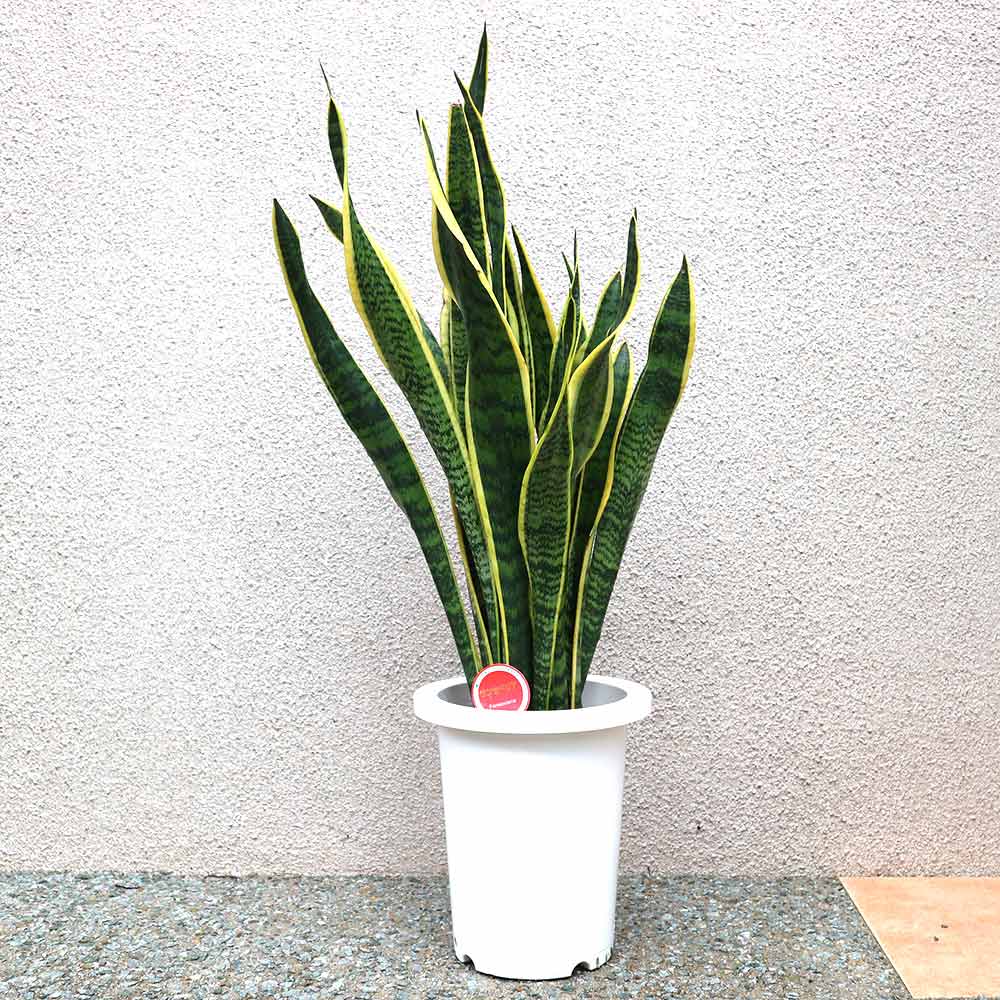 サンスベリア ローレンティー【中型 観葉植物 7号鉢／1個